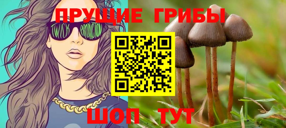 Галлюциногенные грибы Psilocybe Краснокамск
